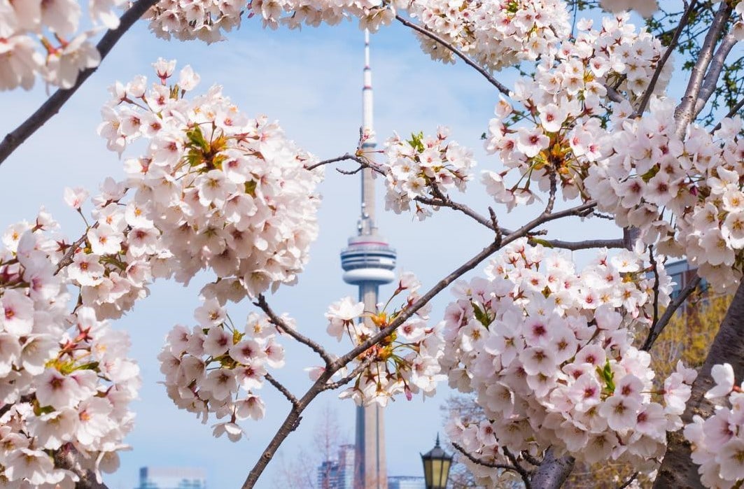 The 5 Best Places To Admire The Cherry Blossoms This Spring In Toronto Secret Toronto