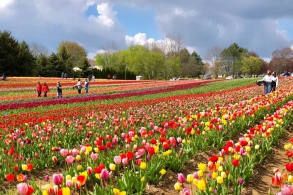 This Gorgeous Tulip Farm Near Toronto Will Make You Feel Like You’re In Amsterdam