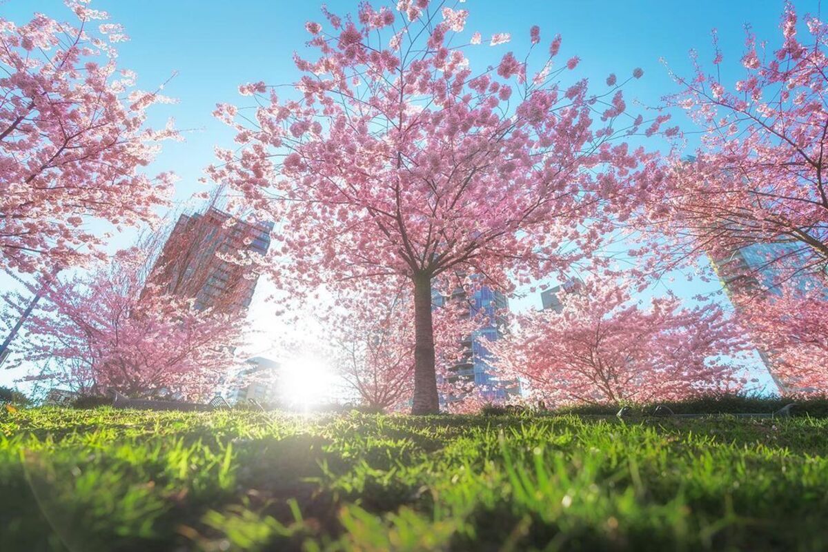 The Cherry Blossoms Are In Full Bloom At High Park Secret Toronto