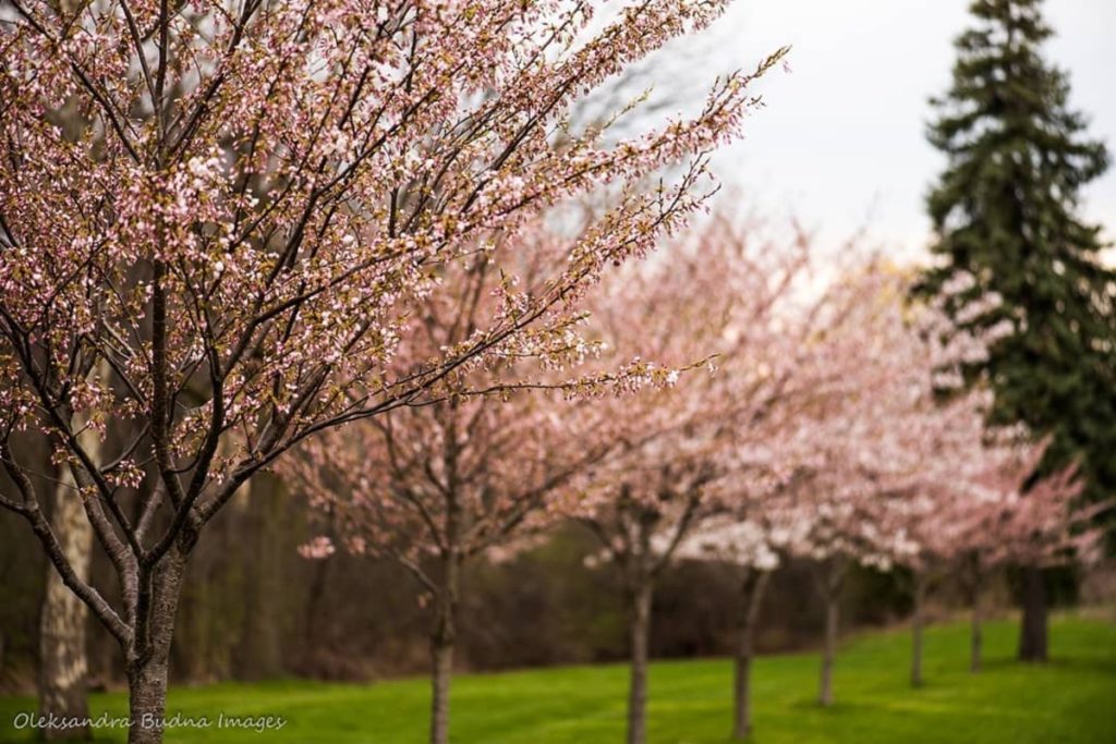 A Cherry Blossom And Japanese Food Fest Are Coming Next Month Near Toronto