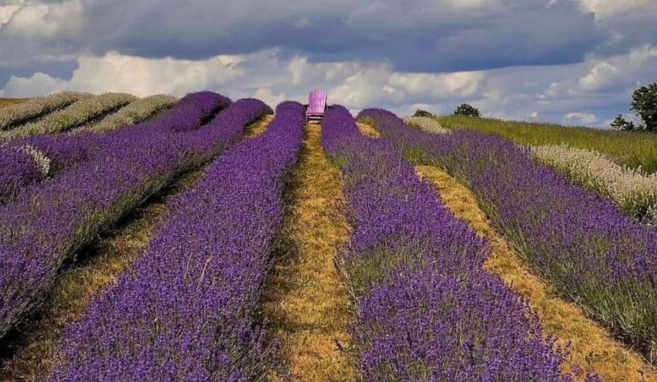 4 Gorgeous Lavender Fields Near Toronto To Frolic In This Summer