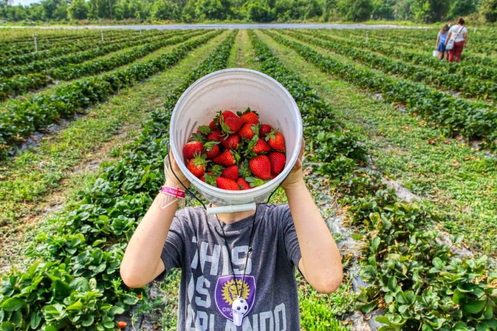 You Can Go To These 4 Strawberry Picking Farms An Hour From Toronto